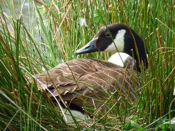 Side view of bird in lake