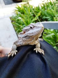 Close-up of hand holding lizard