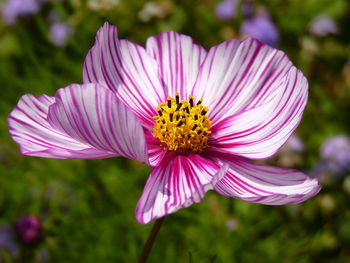 Close-up of pink cosmos flower