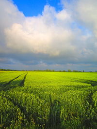 Scenic view of agricultural field against sky