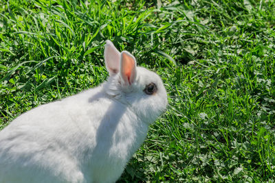 View of white rabbit on field