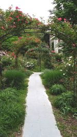 Plants and trees in park