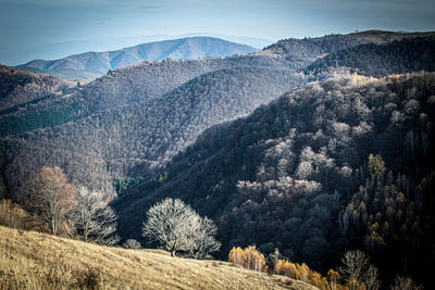 Scenic view of trees on mountain against sky