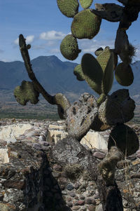 Cactus growing on rock against sky