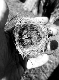 Close-up of hand holding bird nest