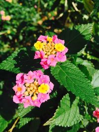 Close-up of pink flowers blooming outdoors