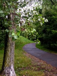 Trees and plants in park