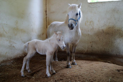 Horse with foal standing in stable