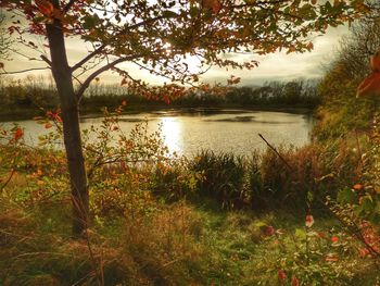 Scenic view of lake against trees