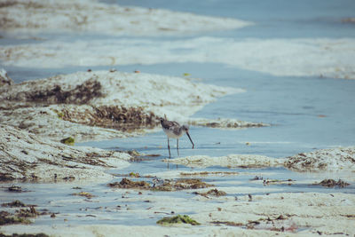 Bird in lake