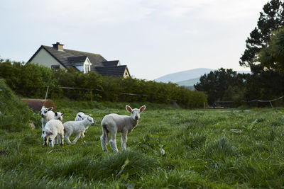 Sheep on field against sky