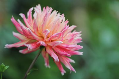 Close-up of pink flower