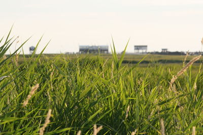 Scenic view of grassy field against sky