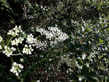 Close-up of white flowering plant