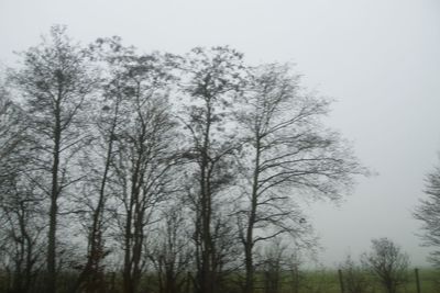Low angle view of trees in forest against sky