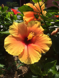 Close-up of yellow hibiscus flower