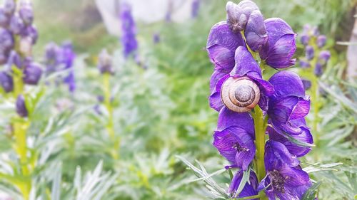 Close-up of purple iris flower on land