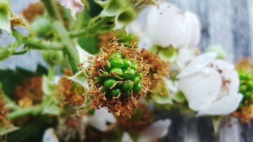 Close-up of plant