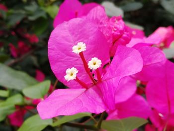 Close-up of pink flowering plant