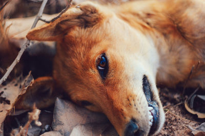 Close-up of dog lying down