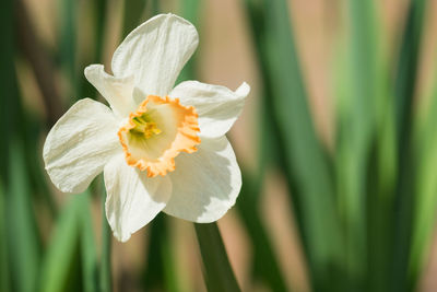 Close-up of white daffodil