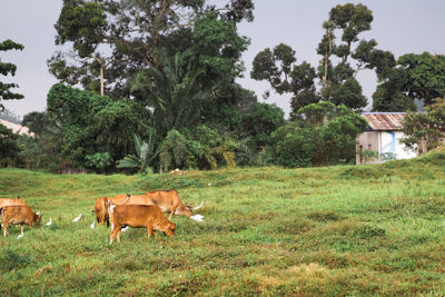 Cows on field by trees