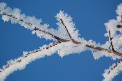 Low angle view of frozen tree