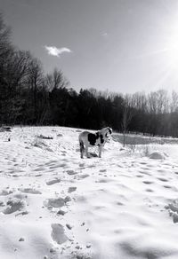 View of a dog on snow covered land