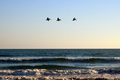 Birds flying over sea against clear sky