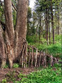 Animals grazing in forest