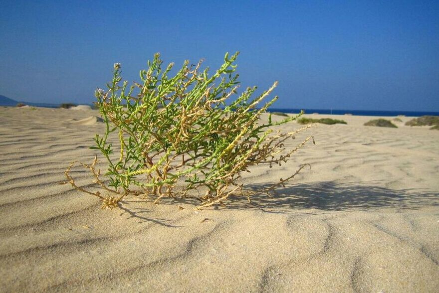 sand, beach, clear sky, sea, horizon over water, shore, tranquility, tranquil scene, blue, nature, beauty in nature, copy space, scenics, sunlight, water, shadow, day, outdoors, coastline, plant