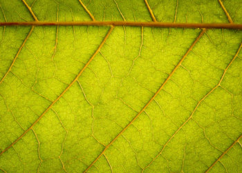 Full frame shot of green leaf