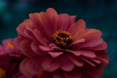 Close-up of pink flower