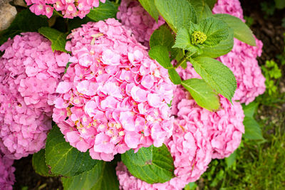 Close-up of pink hydrangea plant