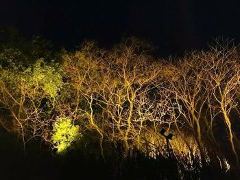 Close-up of tree against sky at night