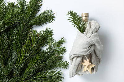 Close-up of plant against white background