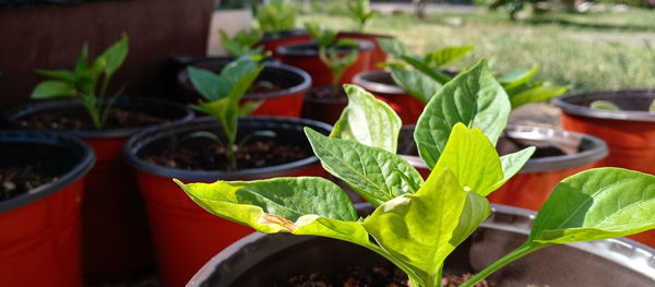 Close-up of potted plant leaves