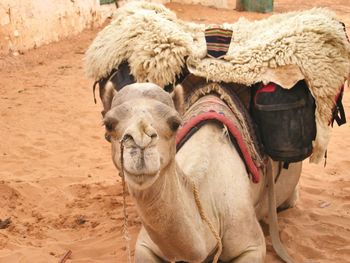 Portrait of camel on sand