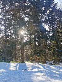 Trees growing on snow covered land against bright sun