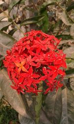 Close-up of red flowers
