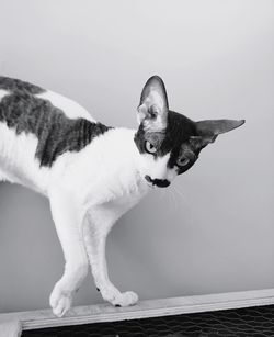 Cornish rex on the move