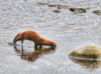 Close-up of horse in water