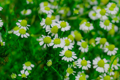 Close-up of white daisy flowers