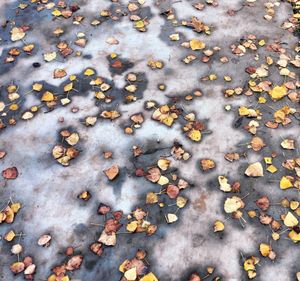 Full frame shot of autumn leaves on footpath