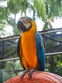 Close-up of parrot perching on wood