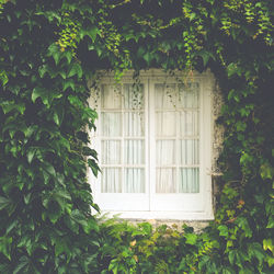 Ivy growing on house