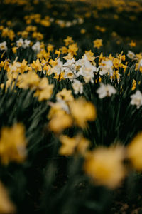 Close-up of yellow flowering plants on field