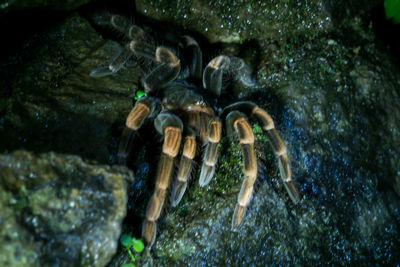 Close-up of crab swimming in sea