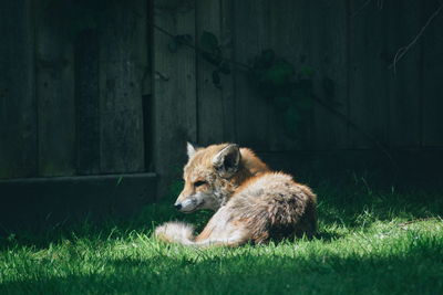 Fox lying on grass