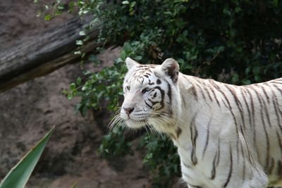 High angle view of white bengal tiger